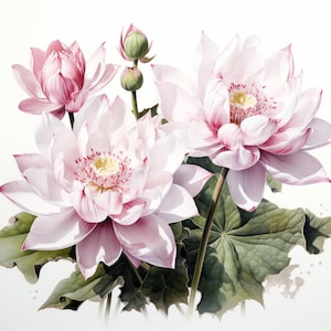 Pink Lotus Flowers, Zen Watercolor, Bundle of 5 PNG File for Wall Art, Digital Prints, T-Shirt Designs, and Tumbler Sublimation Warp image 2