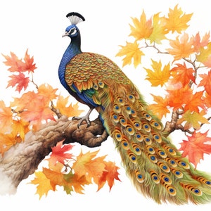 Peacock and Orange Leaves in Fall, Bundle of 5 PNG Files for Wall Art, Digital Prints, T-Shirt Designs, and Tumbler Sublimation image 2