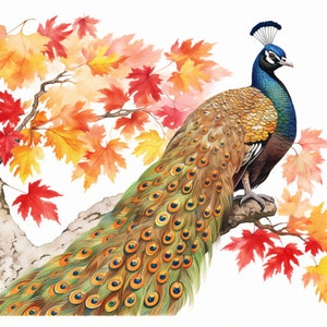 Peacock and Orange Leaves in Fall, Bundle of 5 PNG Files for Wall Art, Digital Prints, T-Shirt Designs, and Tumbler Sublimation image 5
