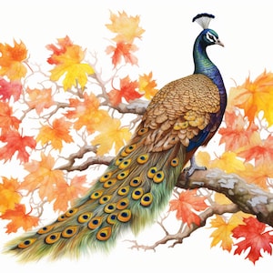 Peacock and Orange Leaves in Fall, Bundle of 5 PNG Files for Wall Art, Digital Prints, T-Shirt Designs, and Tumbler Sublimation image 3