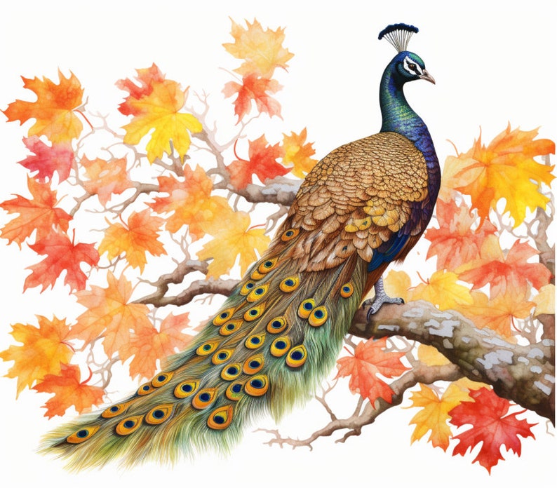 Peacock and Orange Leaves in Fall, Bundle of 5 PNG Files for Wall Art, Digital Prints, T-Shirt Designs, and Tumbler Sublimation image 3