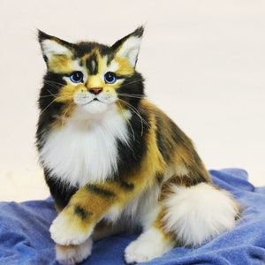 May include: A calico Maine Coon cat with blue eyes sits on a blue fabric. The cat has white fur on its chest and a fluffy white tail.