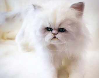 BIG PERSIAN CAT Plush Toy Made to Order, 3D Realistic Cat Plushie, Stuffed Cat, Unique Plush Toy, Cuddle Cat Toy