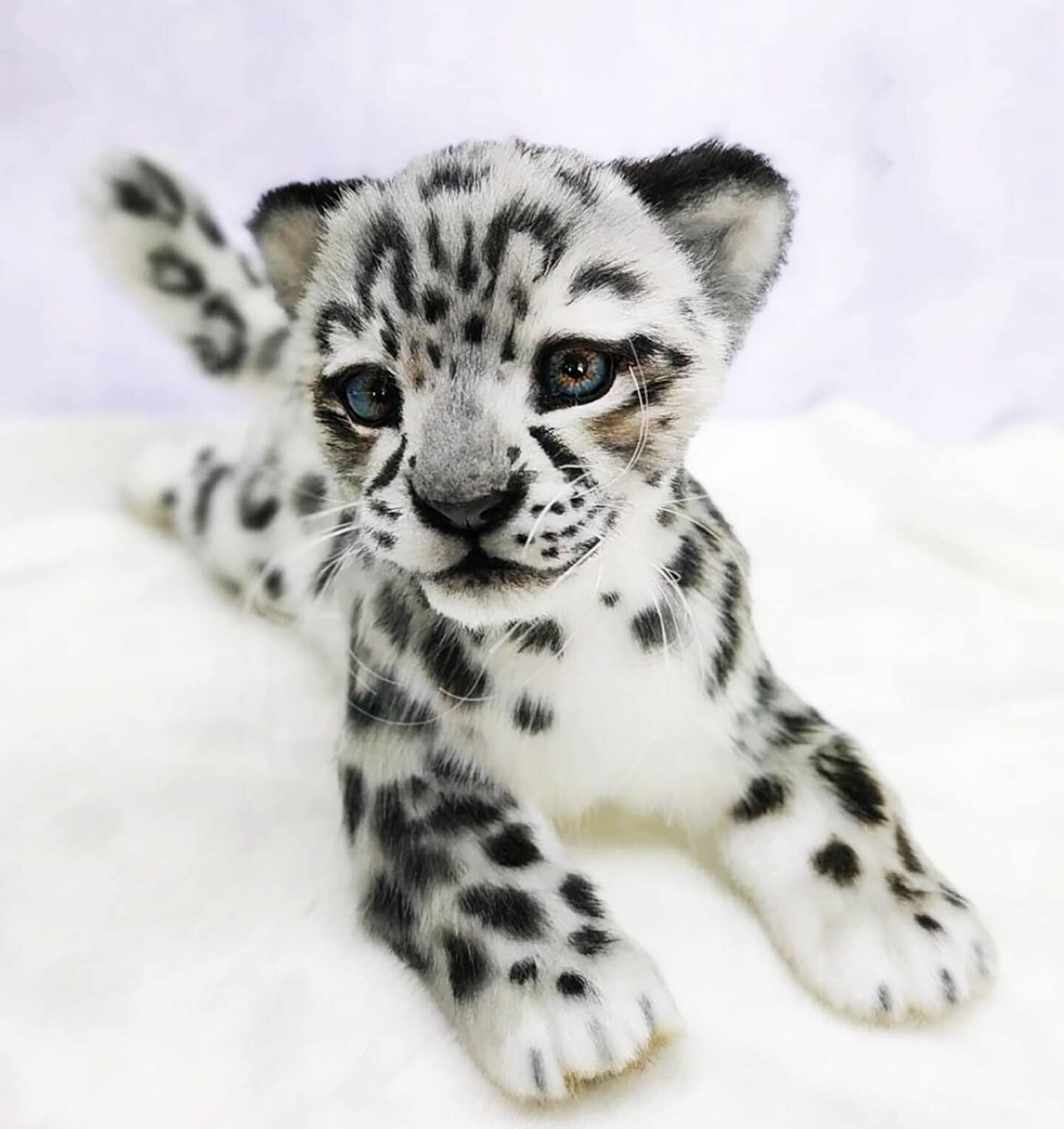  Girls' Leggings Snow Leopard Jaguar White Leopard