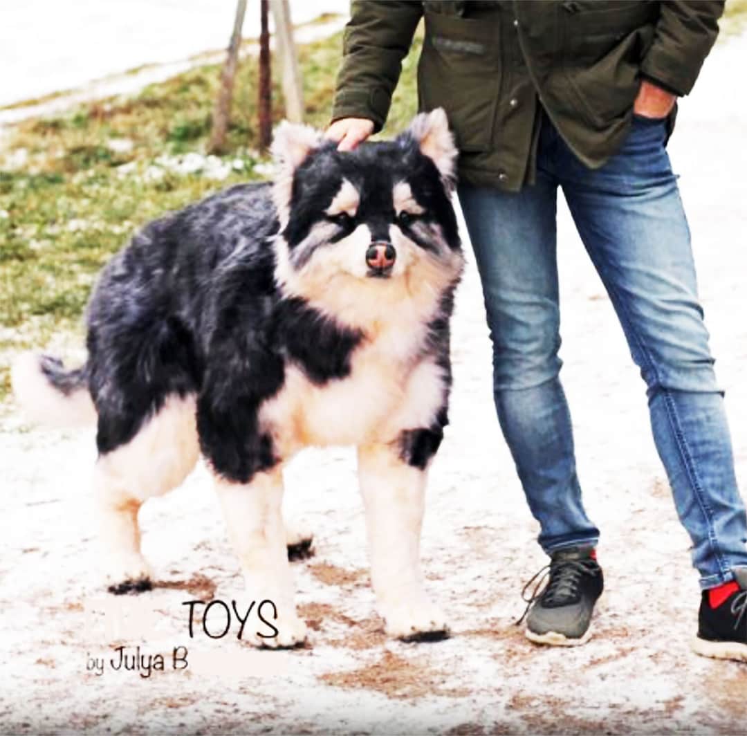 Huge Malamute Plushie, Plush Dog, 3D Realistic Dog, Realistic Art Doll