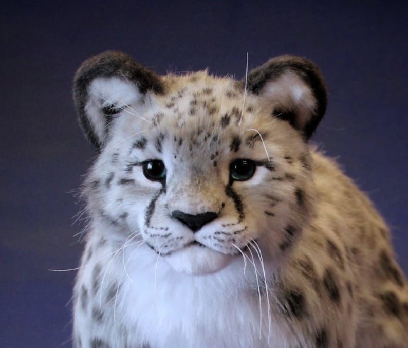 May include: Close-up of a white and gray snow leopard cub with blue eyes. The cub is looking directly at the camera.