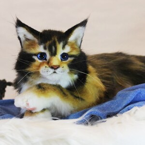 May include: A close-up of a calico Maine Coon kitten with blue eyes. The kitten is lying on a blue fabric and white fur.
