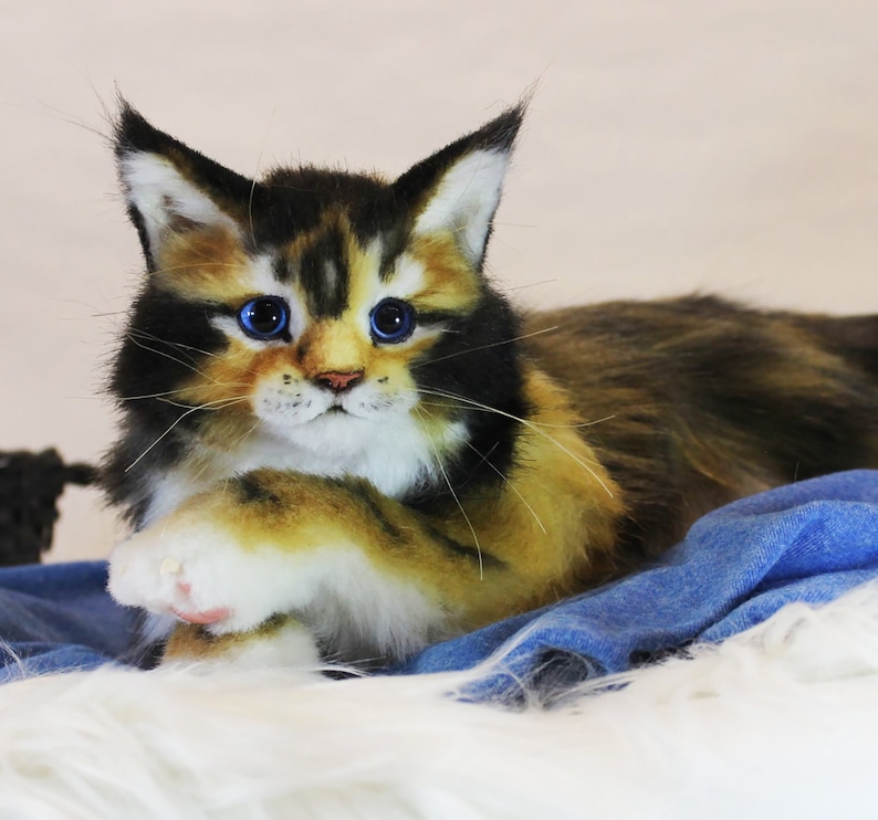 May include: A close-up of a calico Maine Coon kitten with blue eyes. The kitten is lying on a blue fabric and white fur.
