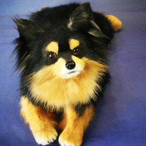 May include: A small black and tan dog with fluffy fur, looking directly at the camera. The dog has brown eyes and a white patch on its nose.