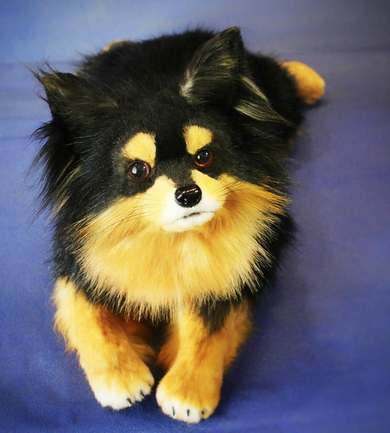 May include: A small black and tan dog with fluffy fur, looking directly at the camera. The dog has brown eyes and a white patch on its nose.