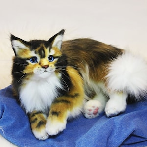 May include: A calico Maine Coon kitten with blue eyes, lying on a blue blanket. The kitten has white fur on its chest and paws, and a white tail tip.