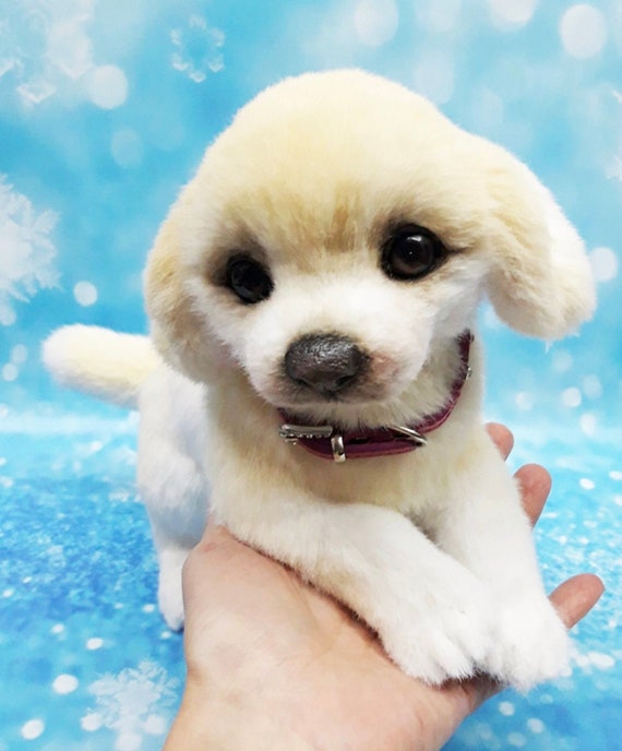 Labrador top toy dog