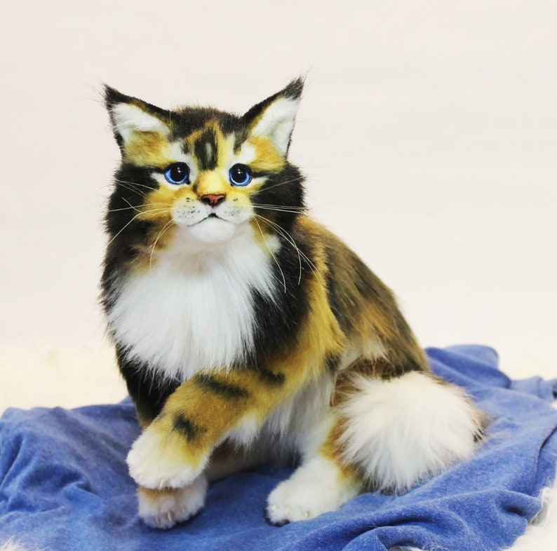 May include: A calico Maine Coon cat with blue eyes sits on a blue fabric. The cat has white fur on its chest and a fluffy white tail.