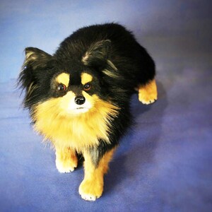 May include: A black and tan long-haired dog with fluffy fur, looking directly at the camera.
