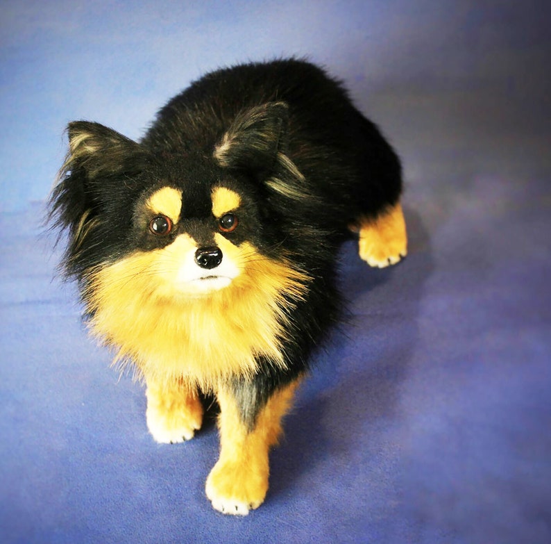 May include: A black and tan long-haired dog with fluffy fur, looking directly at the camera.