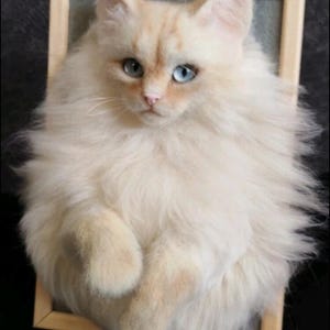K&ouml;nnte beinhalten: Eine cremefarbene Katze mit leuchtend blauen Augen, eingerahmt in einem hellen Holzrechteck. Die Katze hat langes, flauschiges Fell, das ihr ein weiches Aussehen verleiht. Die Katze ist so positioniert, als w&uuml;rde sie aus dem Rahmen auftauchen.