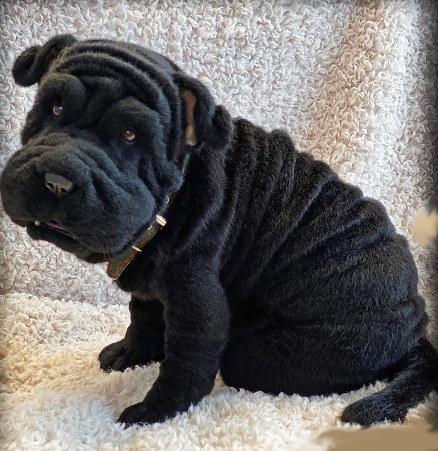 Jouet En Peluche Carlin Animal En Peluche Shar Pei, Poupée Douce