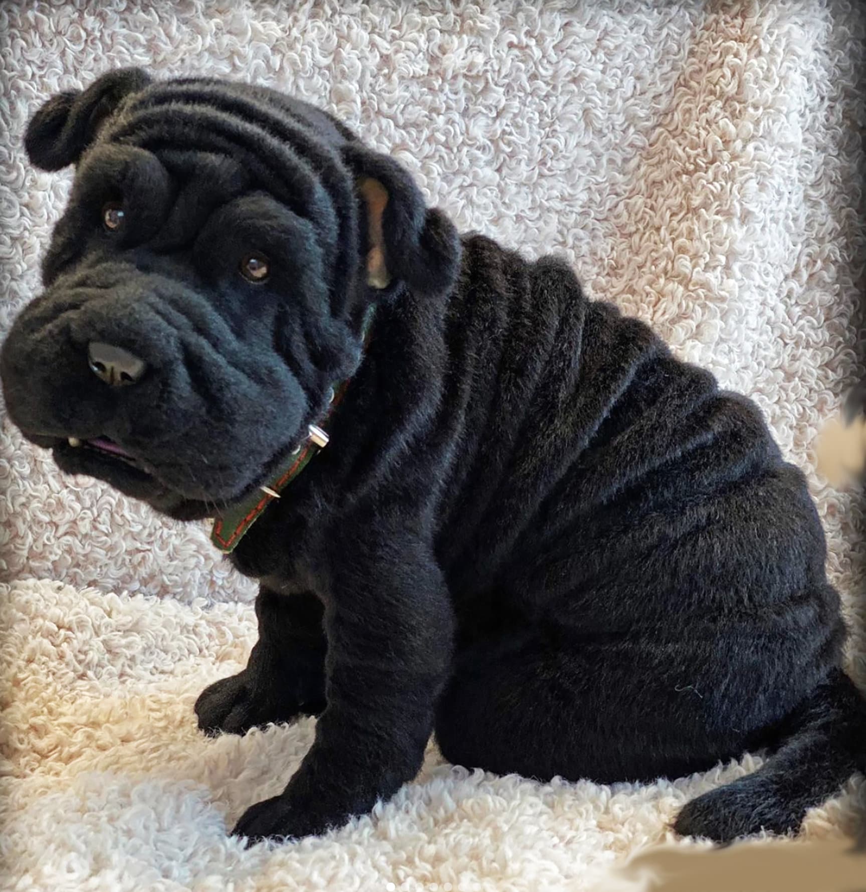 SHAR PEI Plush Dog Toy 3D Realistic Dog Plushie Realistic Art