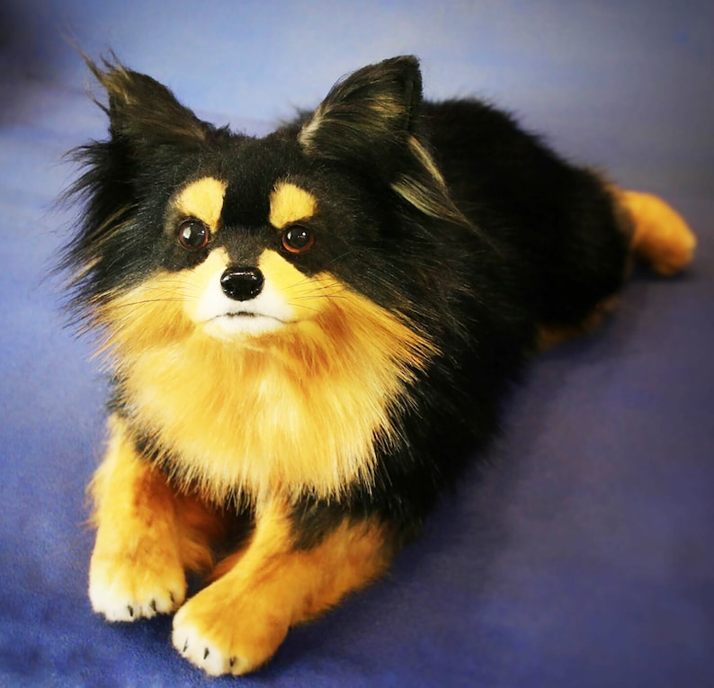 May include: A black and tan long-haired dog with brown eyes. The dog is lying on a blue surface.