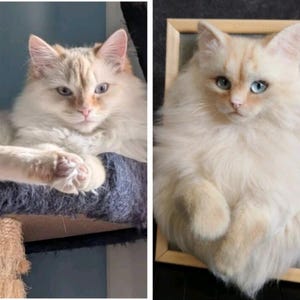 K&ouml;nnte beinhalten: Zwei Bilder einer flauschigen Katze mit cremefarbenem Fell und blauen Augen. Ein Bild zeigt die Katze auf einem Kratzbaum, w&auml;hrend das andere ein gerahmtes Portr&auml;t der Katze ist. Die Katze hat einen entspannten Gesichtsausdruck.