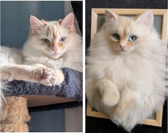 Pode incluir: Duas imagens de um gato fofo com pelo creme e olhos azuis. Uma imagem mostra o gato descansando em uma árvore para gatos, enquanto a outra é um retrato emoldurado do gato. O gato tem uma expressão relaxada.