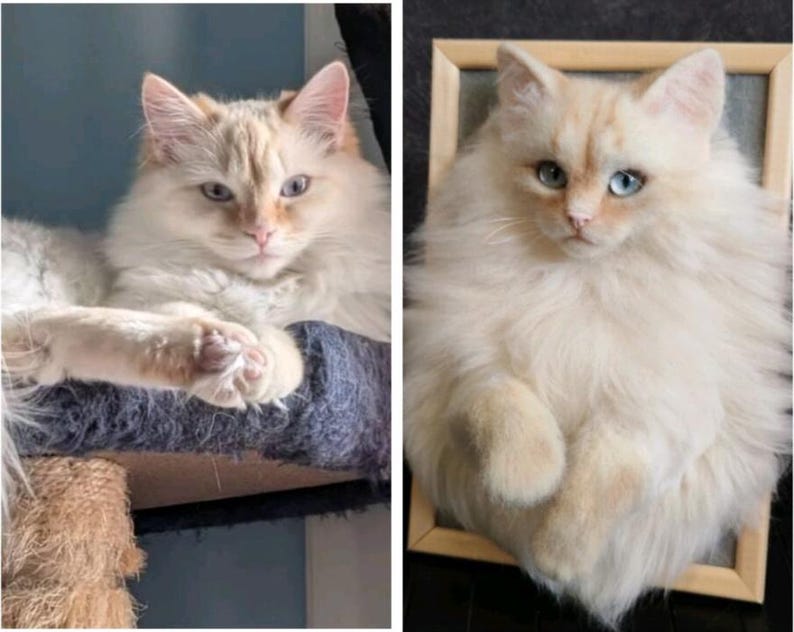K&ouml;nnte beinhalten: Zwei Bilder einer flauschigen Katze mit cremefarbenem Fell und blauen Augen. Ein Bild zeigt die Katze auf einem Kratzbaum, w&auml;hrend das andere ein gerahmtes Portr&auml;t der Katze ist. Die Katze hat einen entspannten Gesichtsausdruck.
