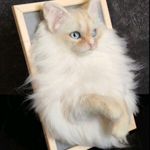K&ouml;nnte beinhalten: Eine cremefarbene Katze mit blauen Augen, montiert in einem Holzrahmen. Das Fell der Katze ist lang und weich, mit einem hellbraunen Farbton um die Ohren und die Nase. Der Rahmen hat einen grauen Hintergrund.