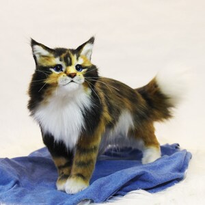 May include: A calico cat with blue eyes stands on a blue fabric. The cat has a white chest and a fluffy tail.