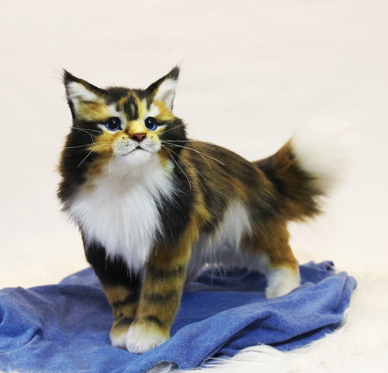 May include: A calico cat with blue eyes stands on a blue fabric. The cat has a white chest and a fluffy tail.