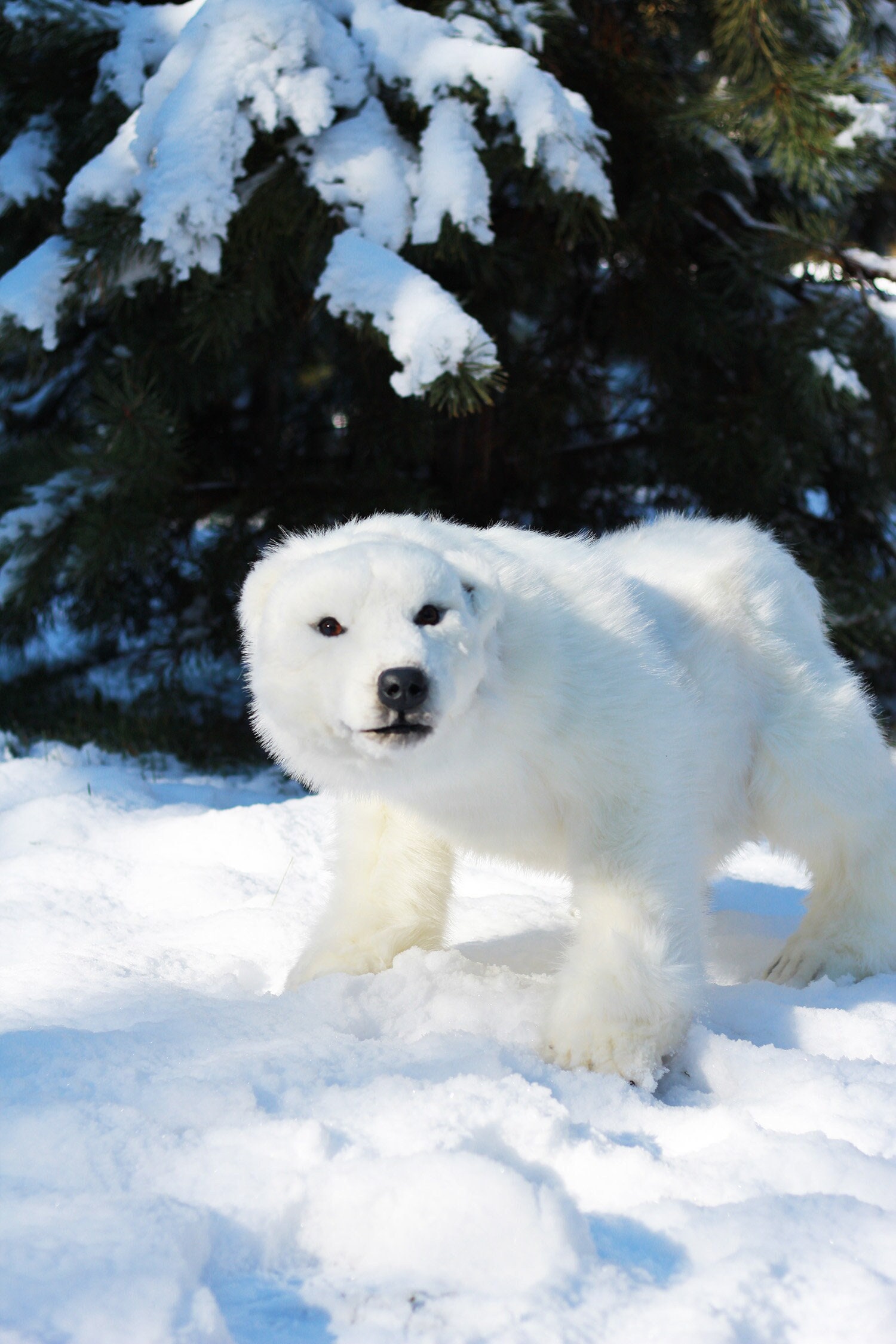 Polar Pal Eisbär Plüschtier - Ultraweiches Kuscheltier Zur Emotionalen Unterstützung 25cm