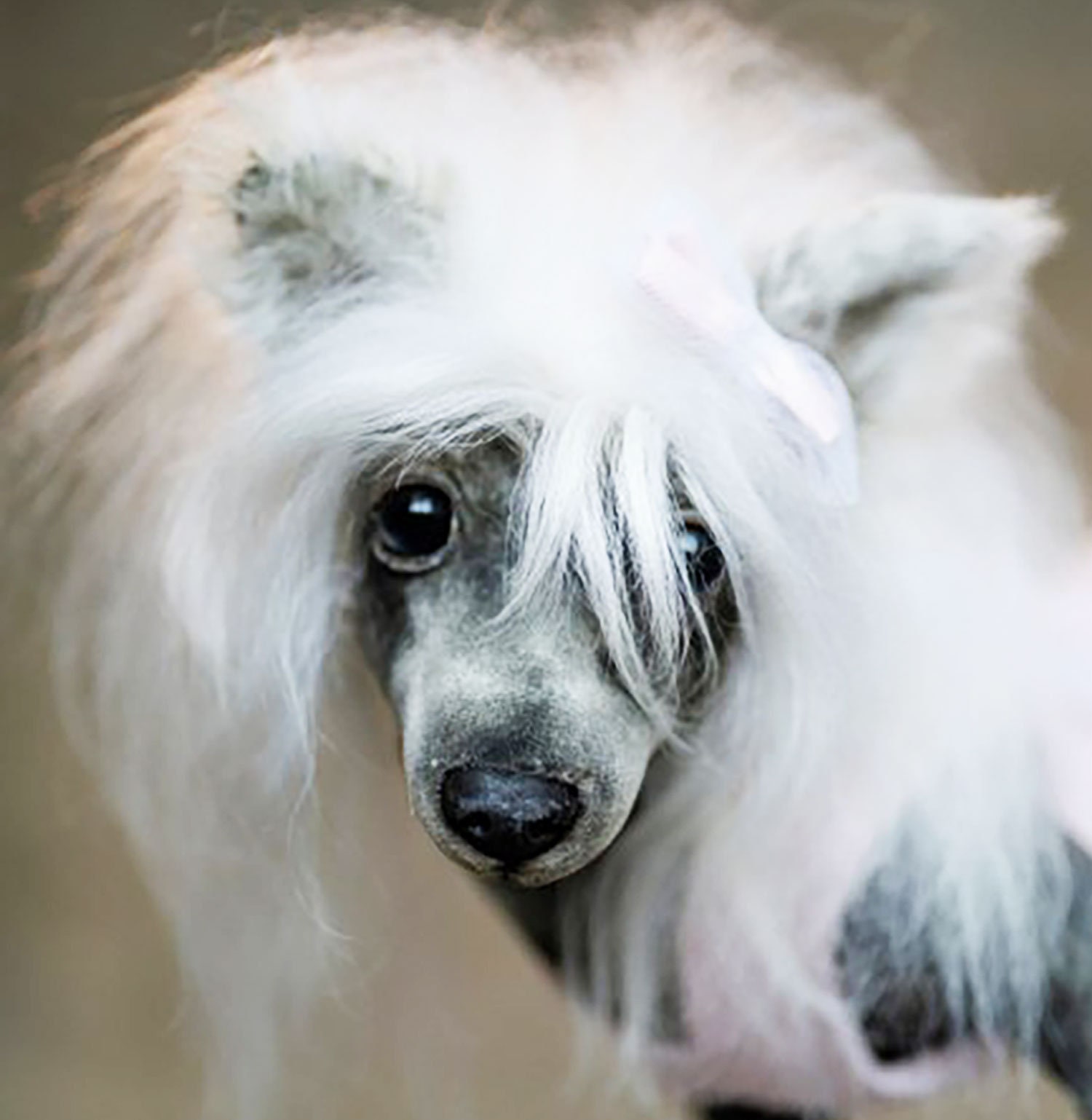 Chinese Crested Plushie Plush Dog Realistic Dog Weighted Plush