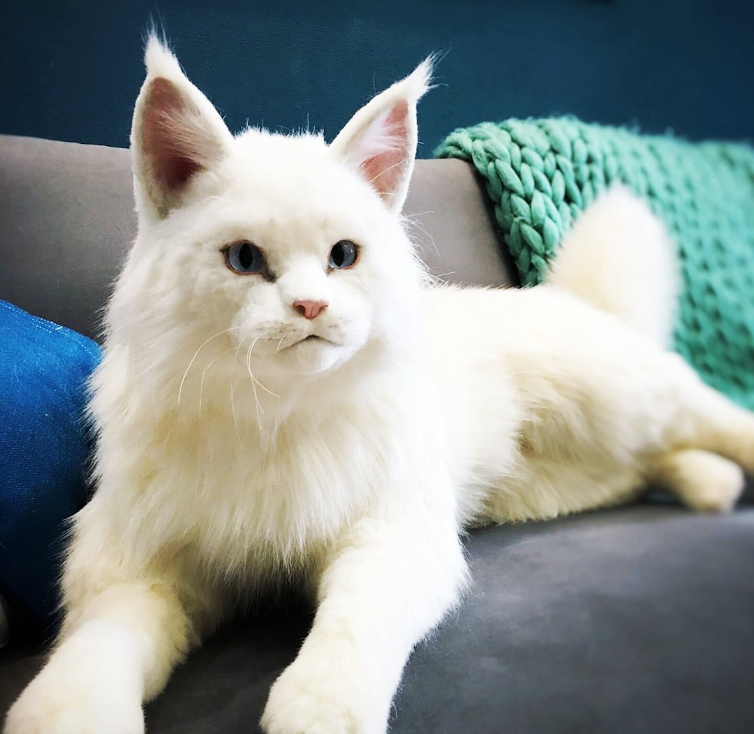 Maine Coon Kittens For Sale Victoria corona.dothome.co.kr