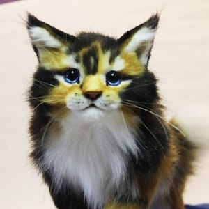 May include: A close-up of a fluffy calico cat with blue eyes. The cat has a white chest and a black and brown coat.