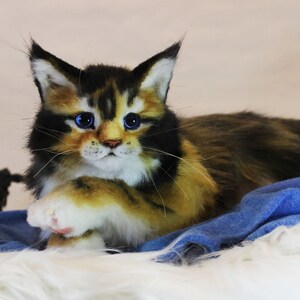 May include: A close-up of a calico Maine Coon kitten with blue eyes. The kitten is lying on a blue and white blanket.
