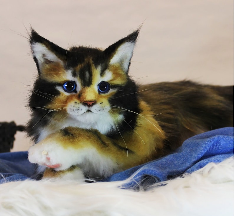 May include: A close-up of a calico Maine Coon kitten with blue eyes. The kitten is lying on a blue and white blanket.