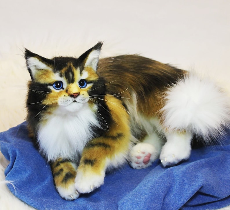 May include: A calico Maine Coon kitten with blue eyes, lying on a blue blanket. The kitten has white fur on its chest and paws, and a white tail tip.