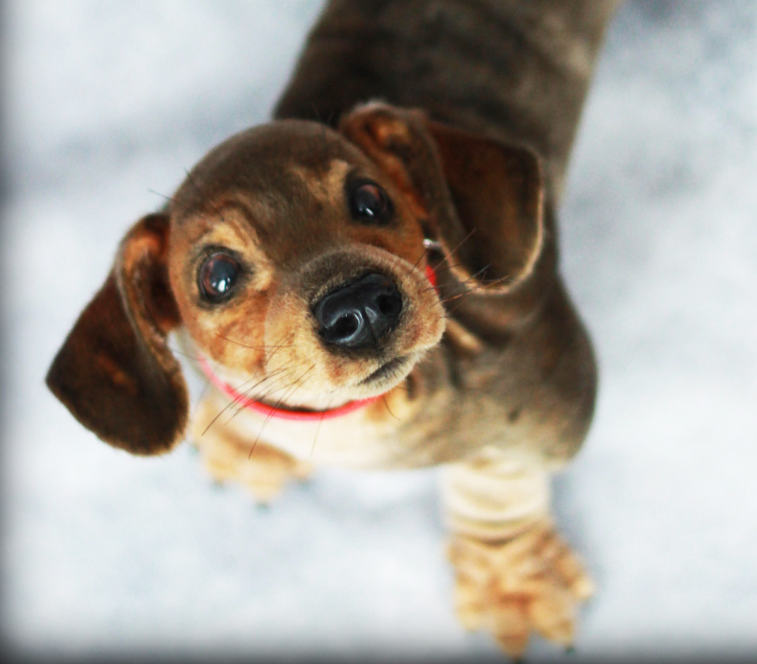 Bassotto peluche cane giocattolo, peluche cane realistico 3D, bambola d'arte realistica, cane farcito, peluche, regalo per gli amanti del bassotto, cucciolo di bassotto - Italia