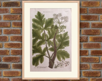 1814 Antique Heracleum sphondylium Roots Flower Plant Botanical Medicinal Plant Drug Narcotic Poisonous Natural History Wall Art Home Decor