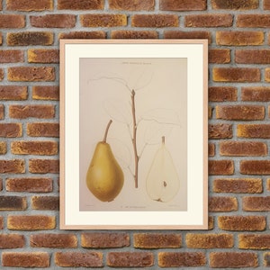 Fruits - Pear - Poire Marie Louise DELCOURT - 1860 J. Decaisne colored lithography - 12.6x8.7in - Decoration, Large Prints
