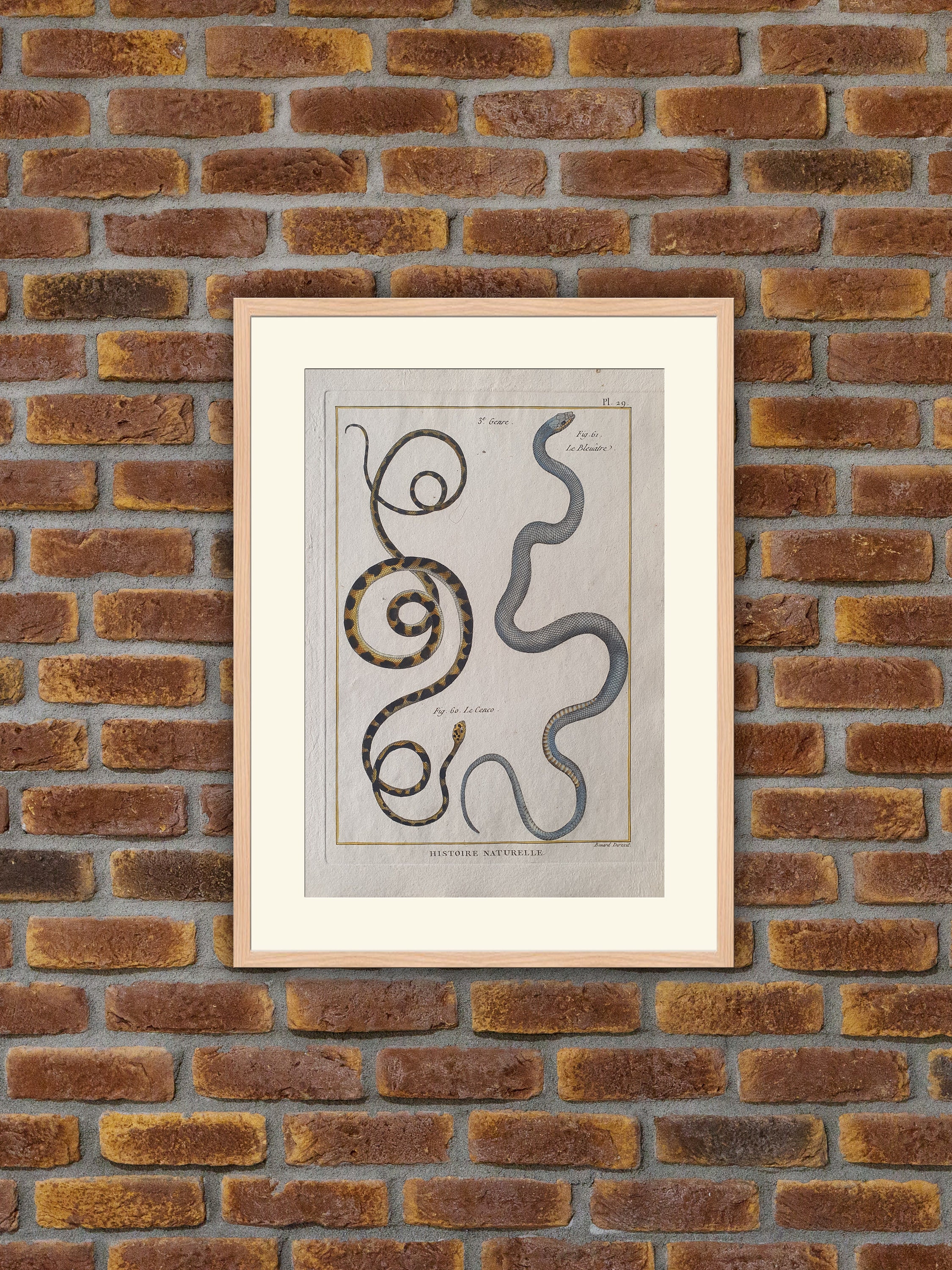 Reptiles - Serpents Ophyologie Gravure Couleurs Encyclopédie Panckoucke 1780