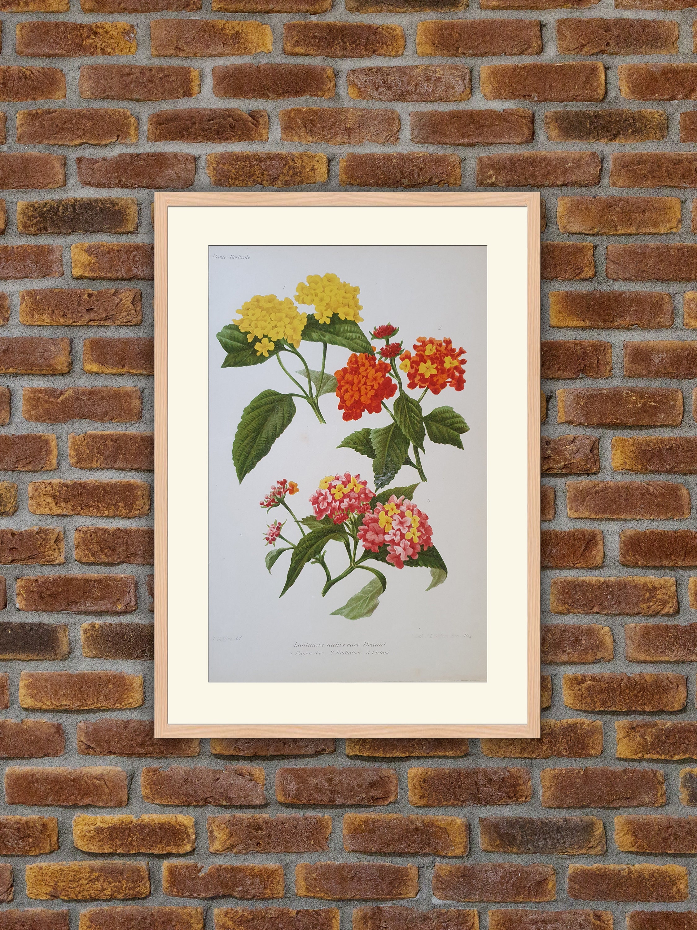 Fleurs Revue Horticole - Lantanas Nains Race Bruant Lithographie Couleurs 1900