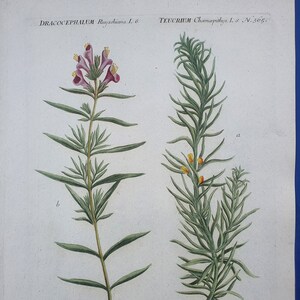 Weinmann Botany Plants Flowers Dracocephalum Ruyschiana, Teucrium 1739 Colored Engravings 15.9x10in Decoration, Large Prints image 4