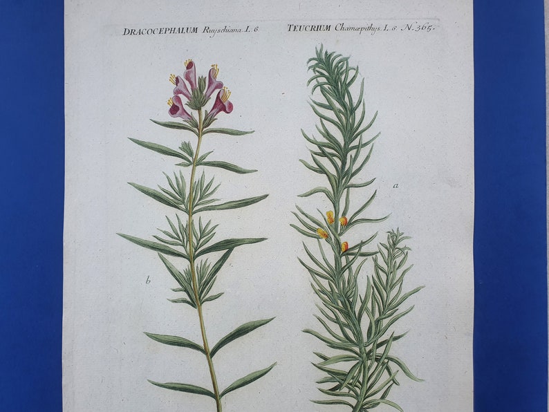 Weinmann Botany Plants Flowers Dracocephalum Ruyschiana, Teucrium 1739 Colored Engravings 15.9x10in Decoration, Large Prints image 4