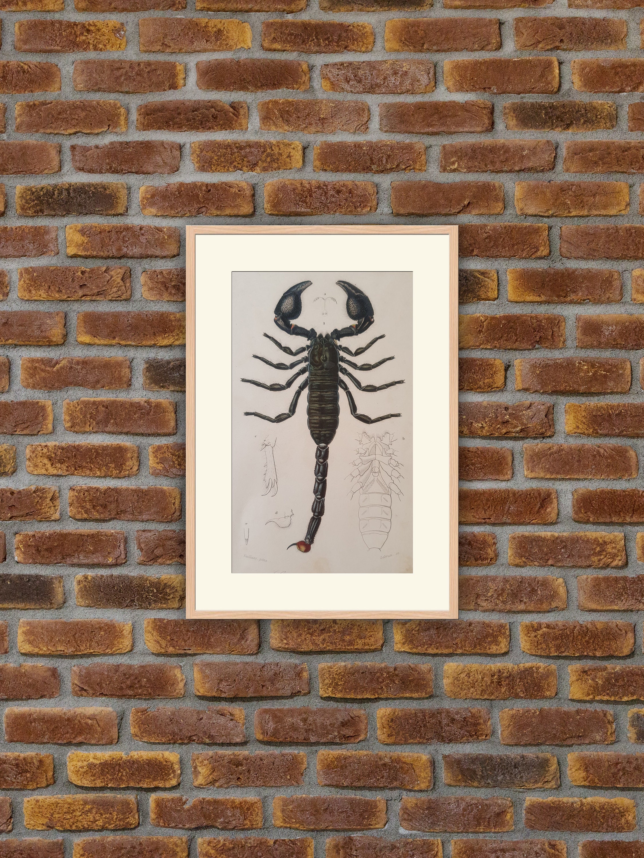 Animaux - Scorpion Africain Gravure Couleurs 1849 Dictionnaire d'orbigny