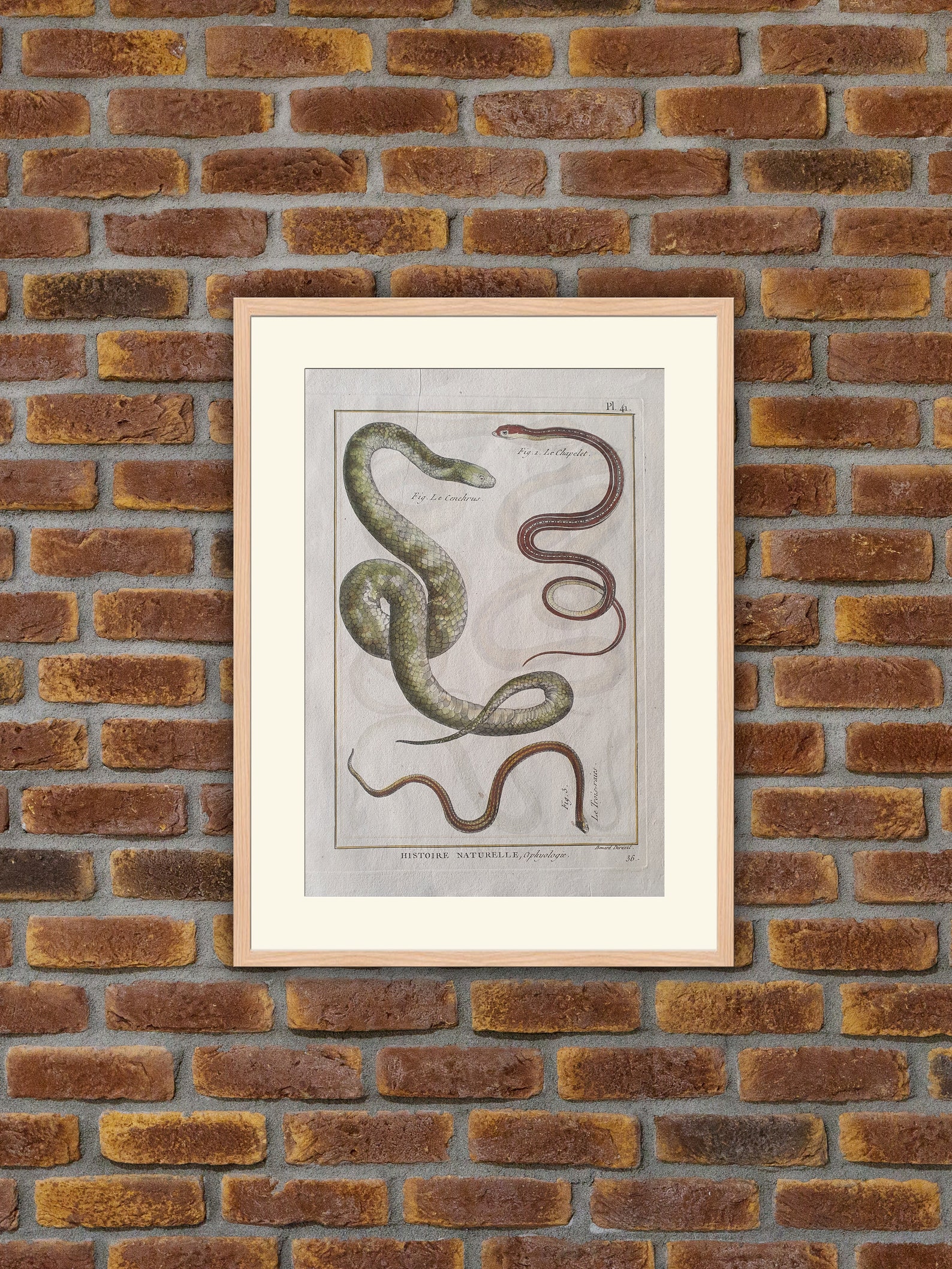 Tiere Reptilien Schlangen 1780 Gravur Panckoucke | Etsy