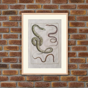 Animals - Reptiles - Snakes - 1780 - Engraving Panckoucke Encyclopedia - 12.6x8.7in - Decoration, Large Prints