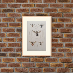 Animaux - Insectes - Gravure couleur 1836 - G. Cuvier, Le Règne Animal