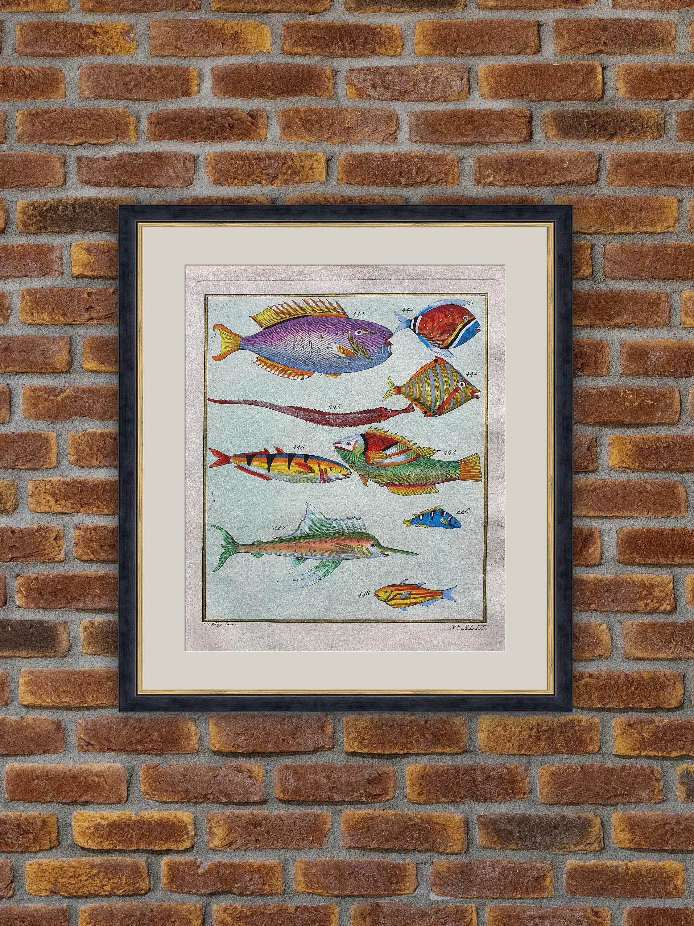 Poissons Exotiques - F. Valentin Histoire Naturelle de L'île d'amboine Gravure Couleurs 1750