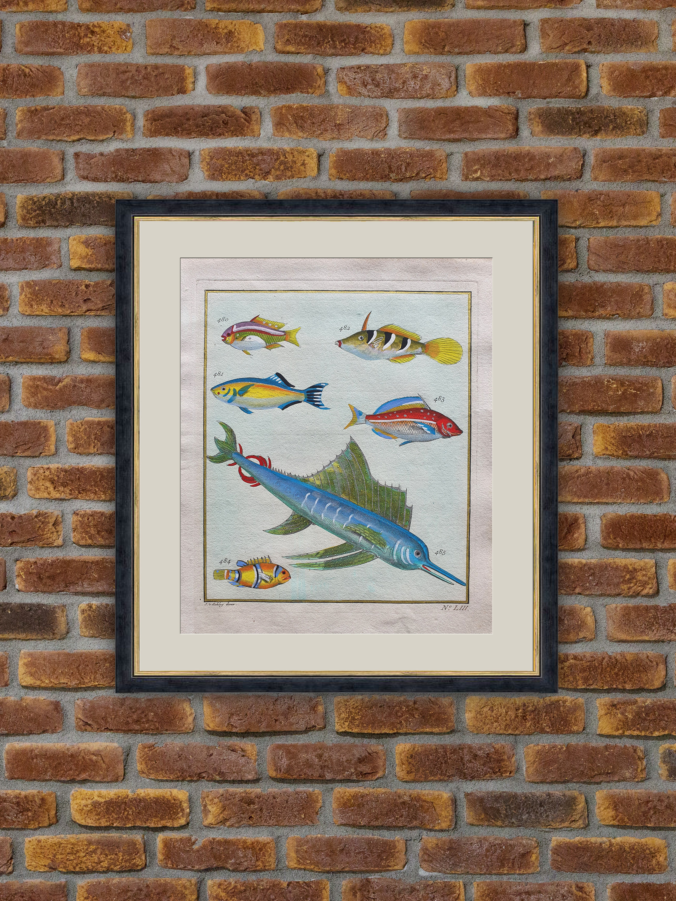 Poissons Exotiques - F. Valentin Histoire Naturelle de L'île d'amboine Gravure Couleurs 1750