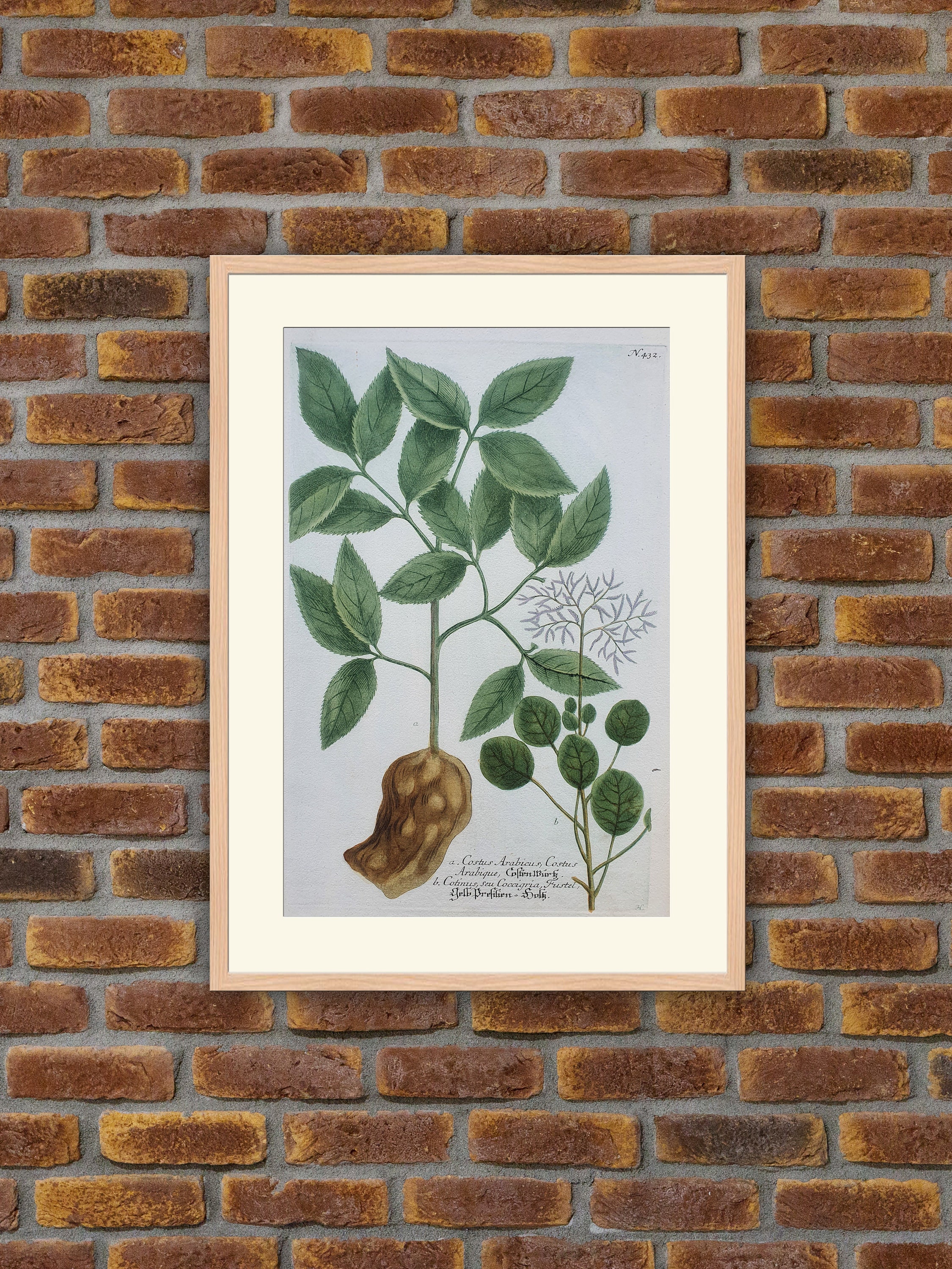 Weinmann - Botanique Costus Arabicus, Cotinus Gravure Couleurs 1739